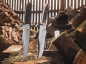 Preview: Böker Bowie Messer N690 Eichenholz